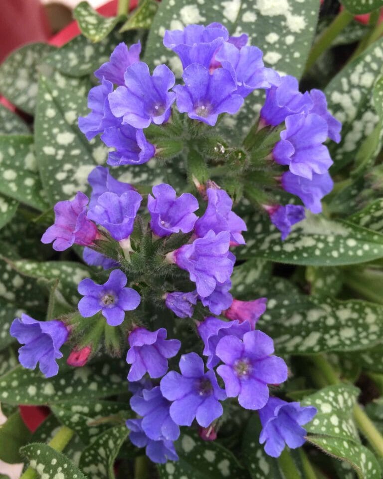 Pulmonaria Trevi Fountain