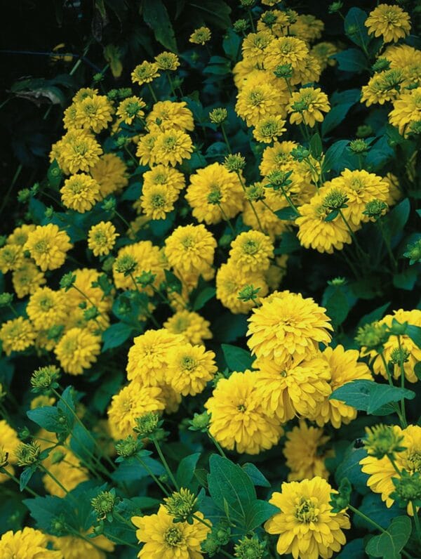 Rudbeckia Goldquelle - case
