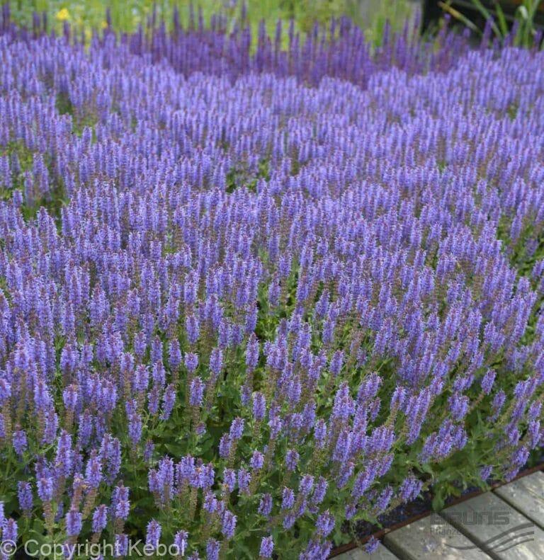 Salvia Blauhügel