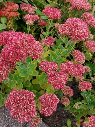 Sedum  Autumn Joy