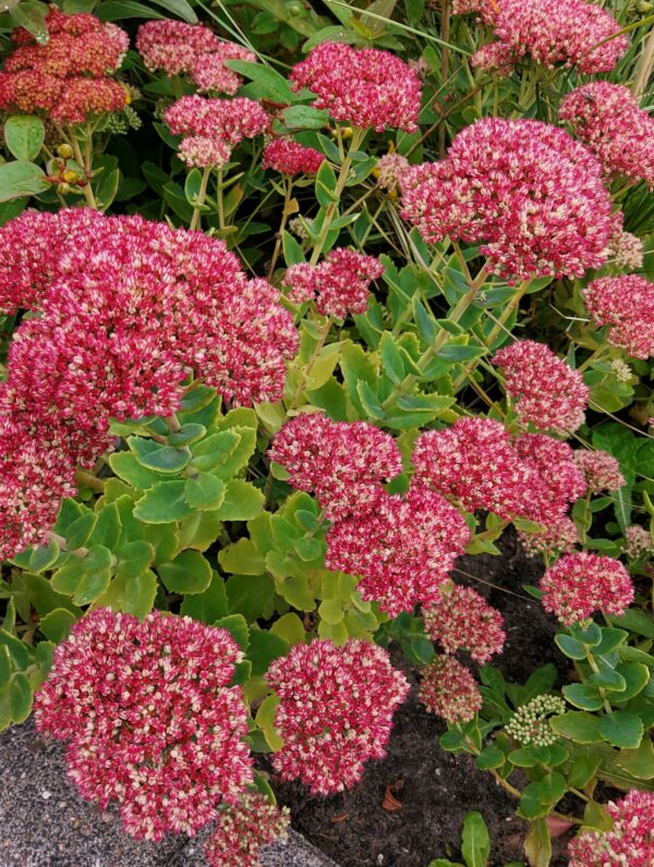 Sedum Autumn Joy