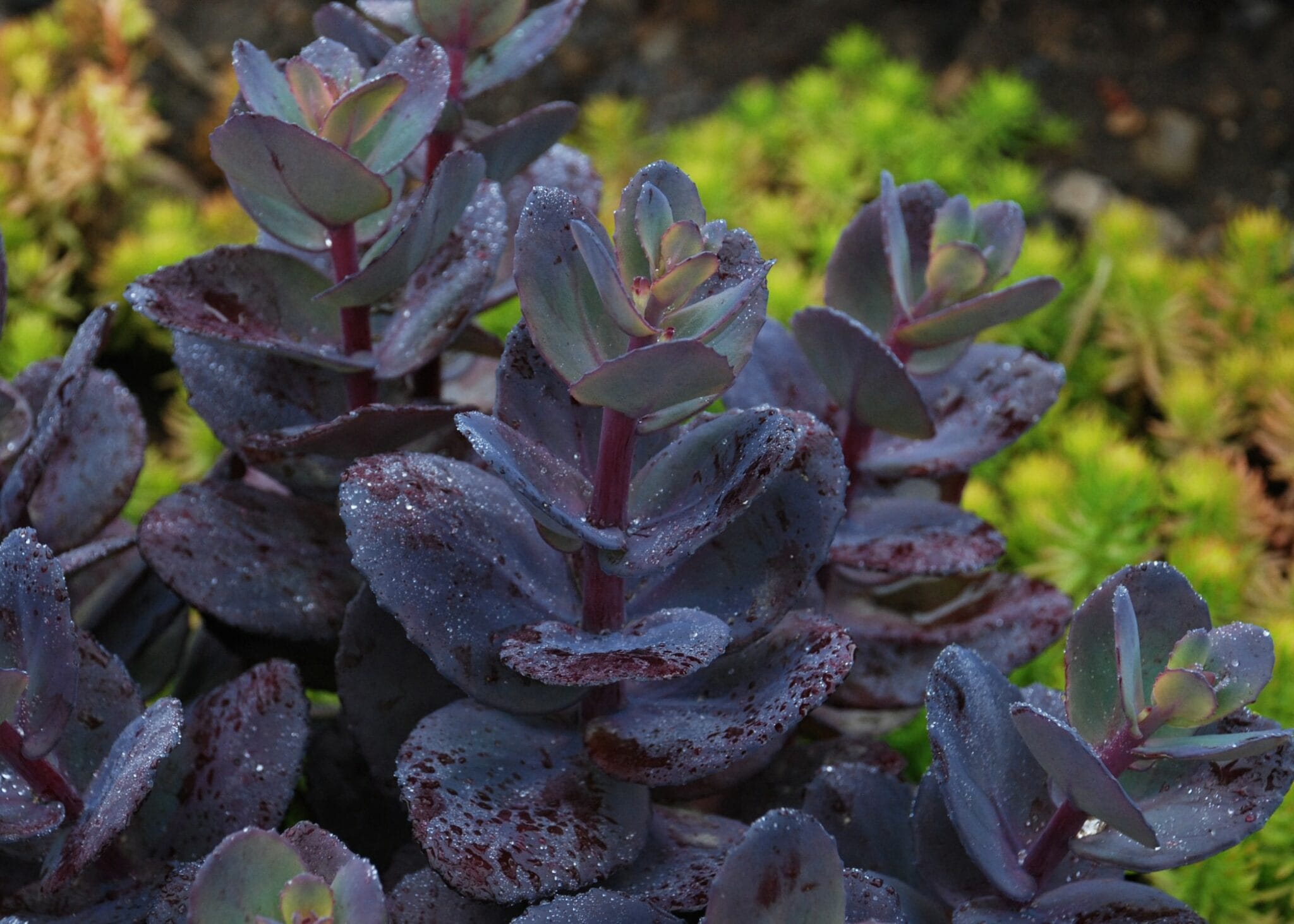 Sedum Blue Pearl