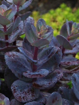 Sedum  Blue Pearl