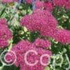 Sedum Neon