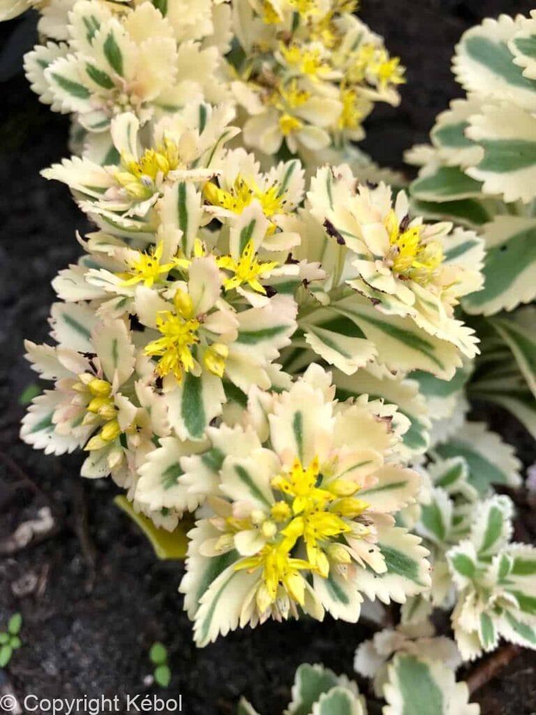 Sedum Atlantis