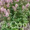 Stachys Pinky