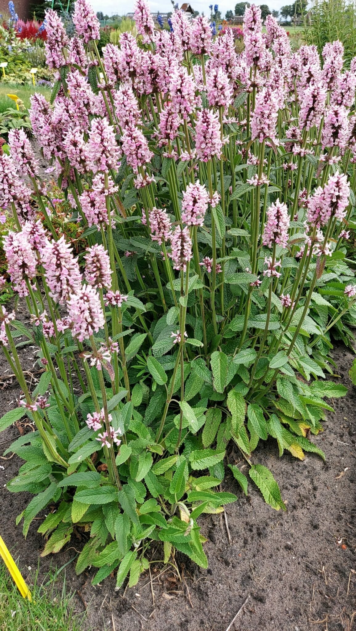 Stachys Pinky