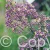 Thalictrum Anne