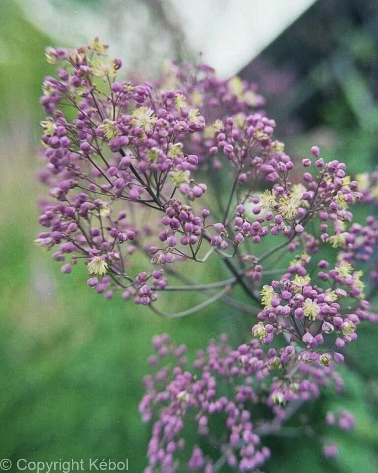 Thalictrum Anne