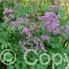 Thalictrum Black Stockings