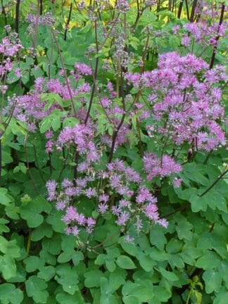 Thalictrum  Black Stockings