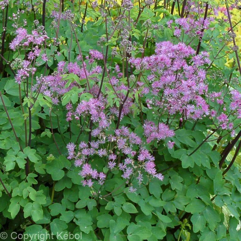 Thalictrum Black Stockings