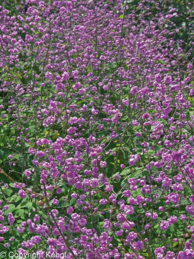 Thalictrum Hewitt's Double