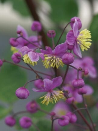 Thalictrum  Rochebrunianum