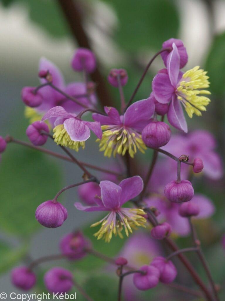 Thalictrum rochebrunianum