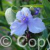 Tradescantia Ocean Blue