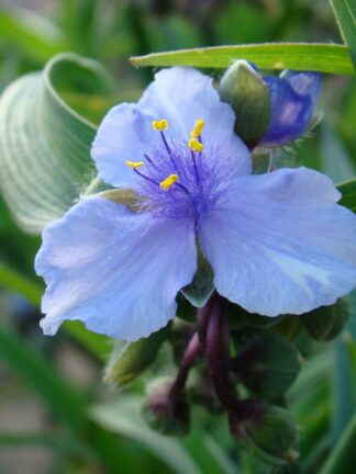 Tradescantia  Ocean Blue