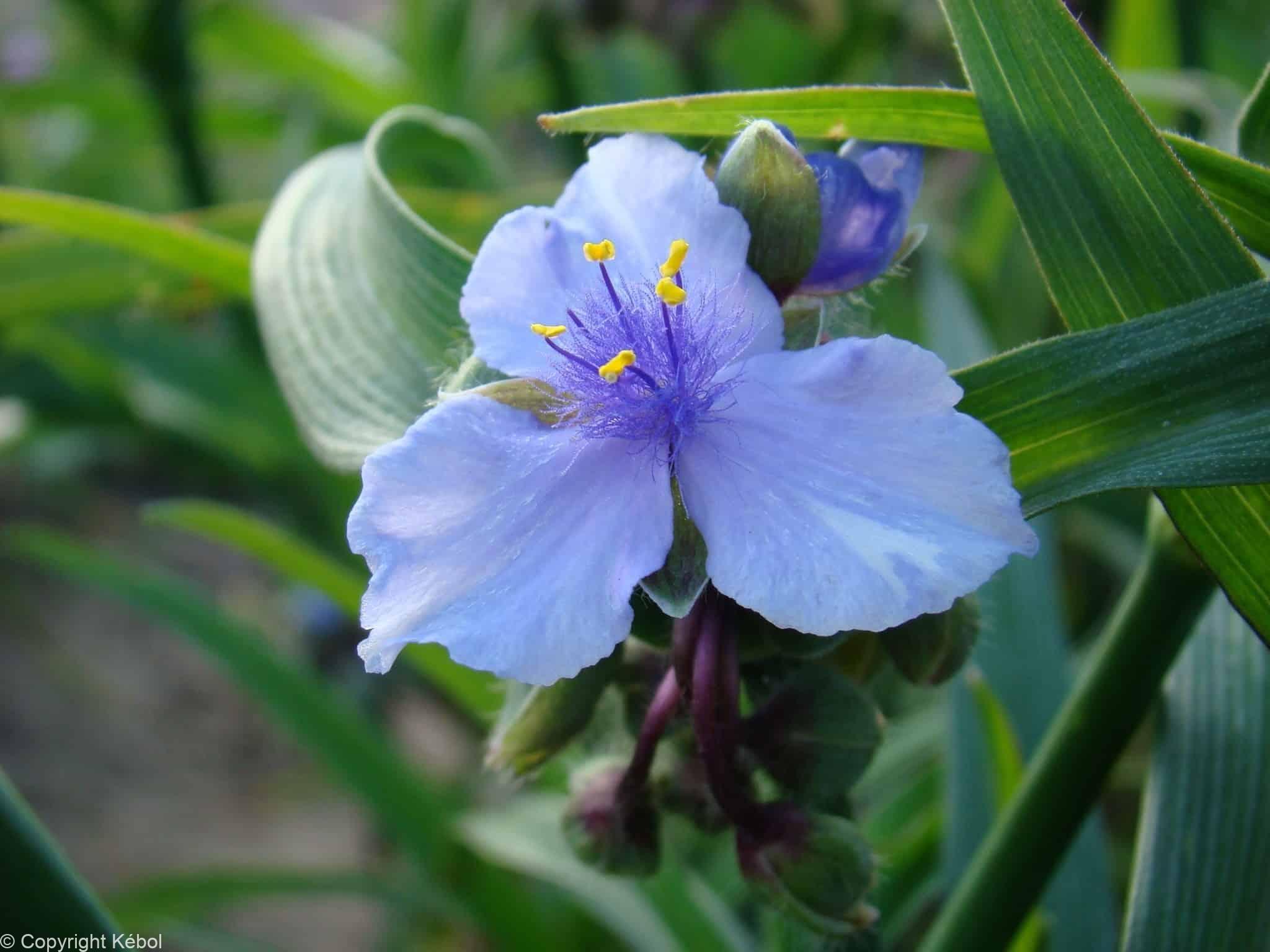 Tradescantia Ocean Blue