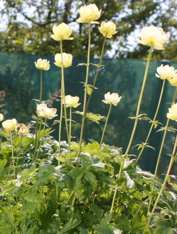 Trollius Cheddar - bag