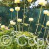 Trollius Cheddar