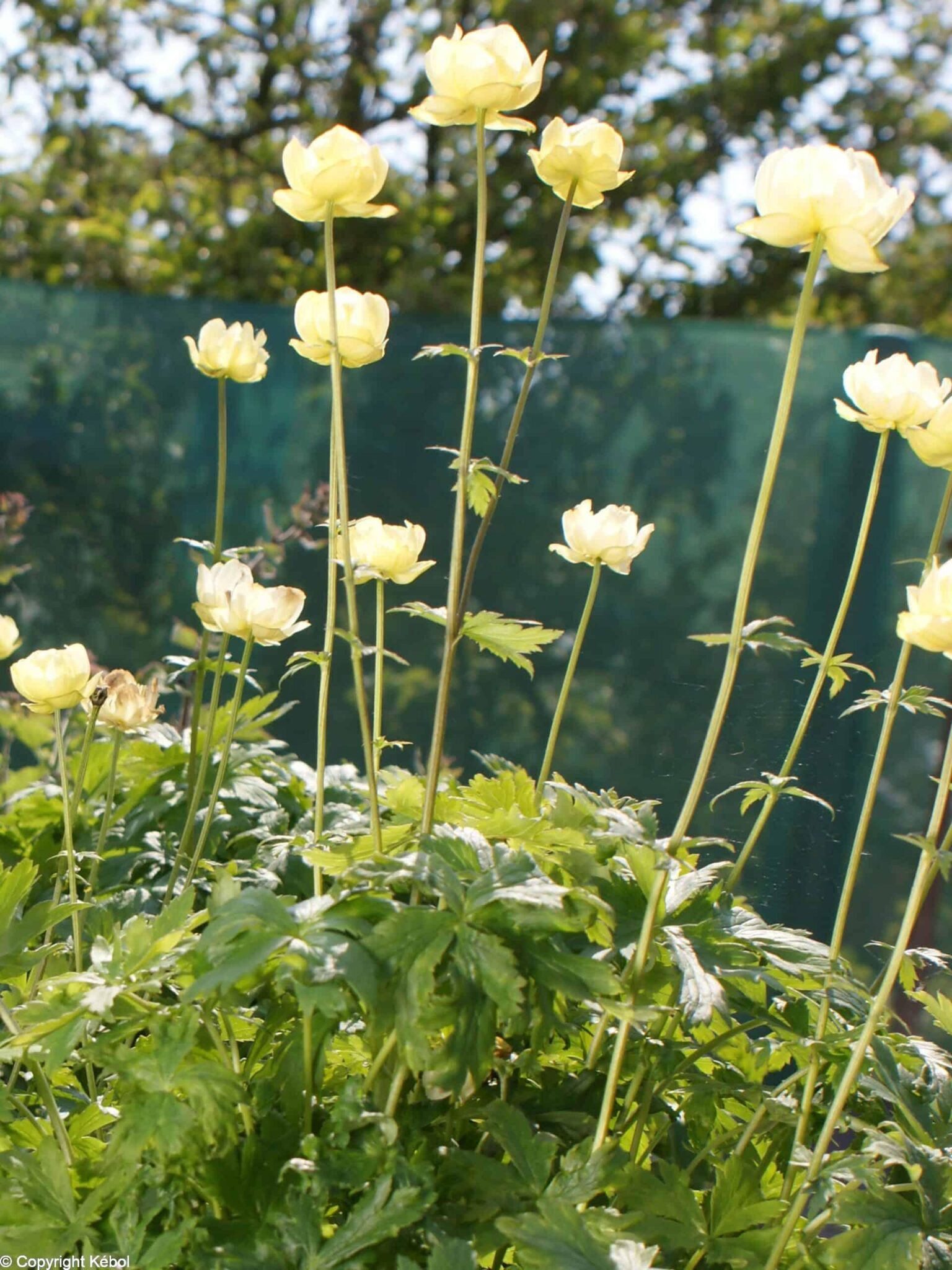 Trollius Cheddar