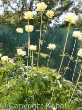 Trollius Cheddar