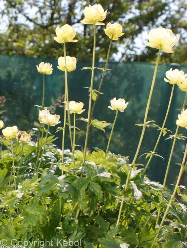 Trollius Cheddar