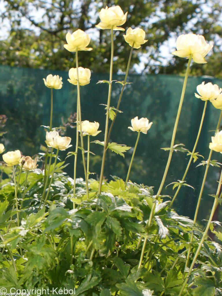 Trollius Cheddar