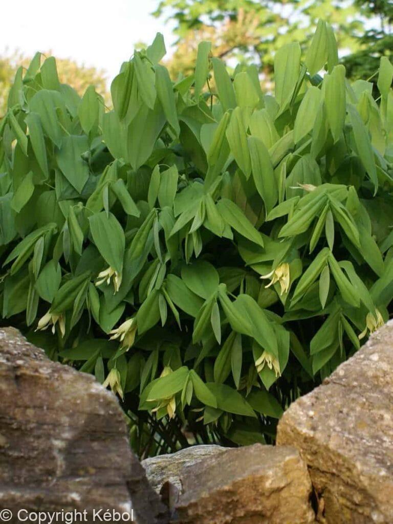 Uvularia grandiflora