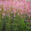 Veronicastrum Adoration