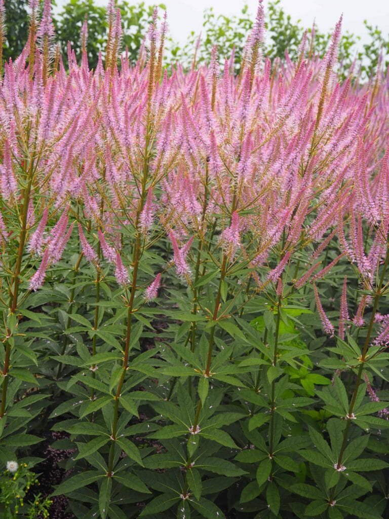 Veronicastrum Adoration