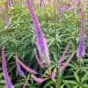 Veronicastrum Fascination