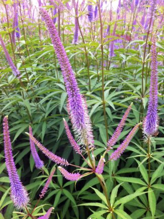 Veronicastrum  Fascination