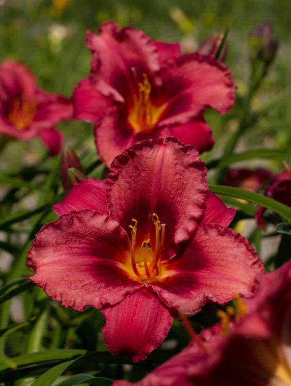 Hemerocallis Jazz Dance - bag
