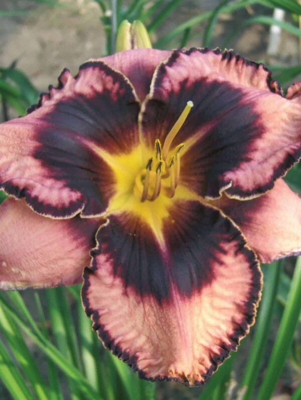 Hemerocallis Simmons Overture - bag