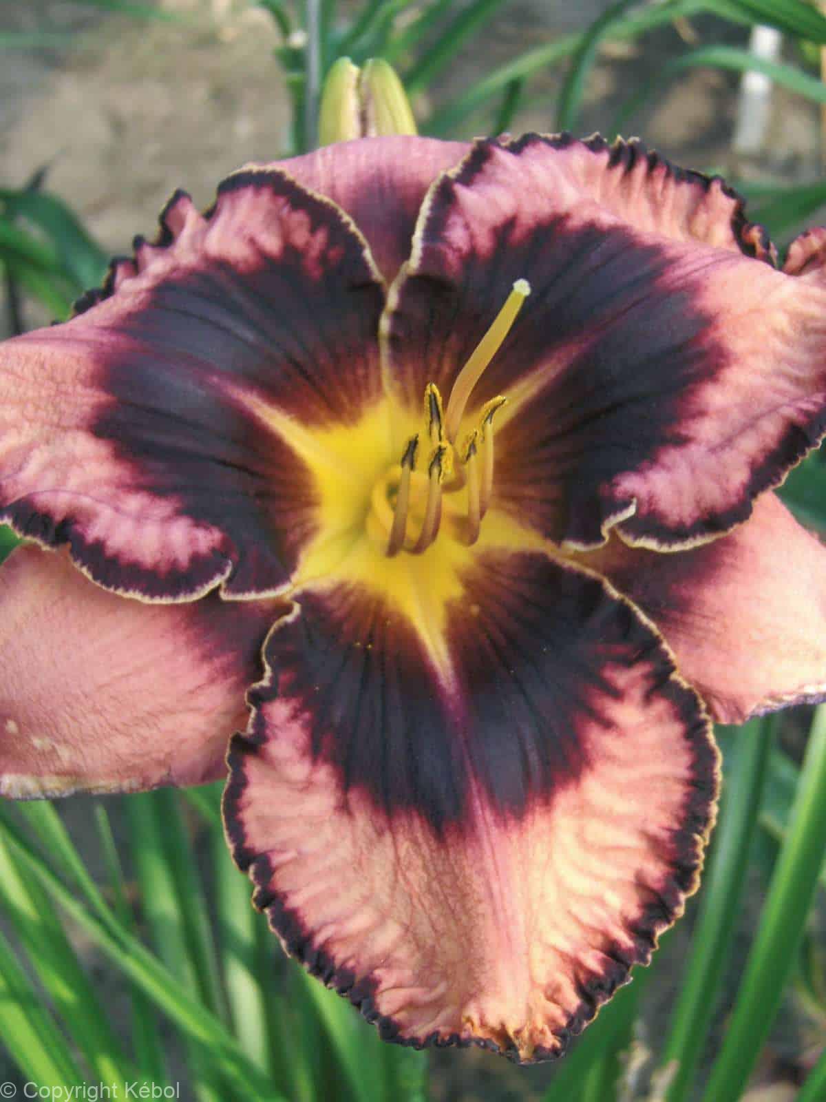 Hemerocallis Simmons Overture
