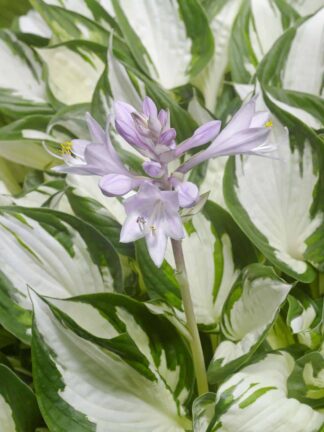 Hosta Amazone - case