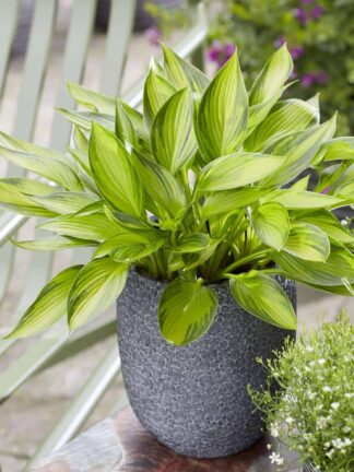 Hosta Ayesha - case