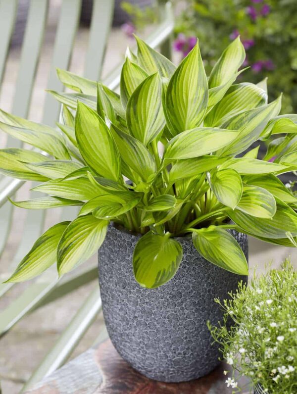 Hosta Ayesha