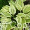 Hosta Captain's Adventure