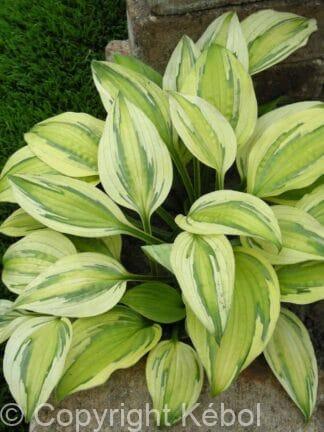 Hosta Captain's Adventure - bag