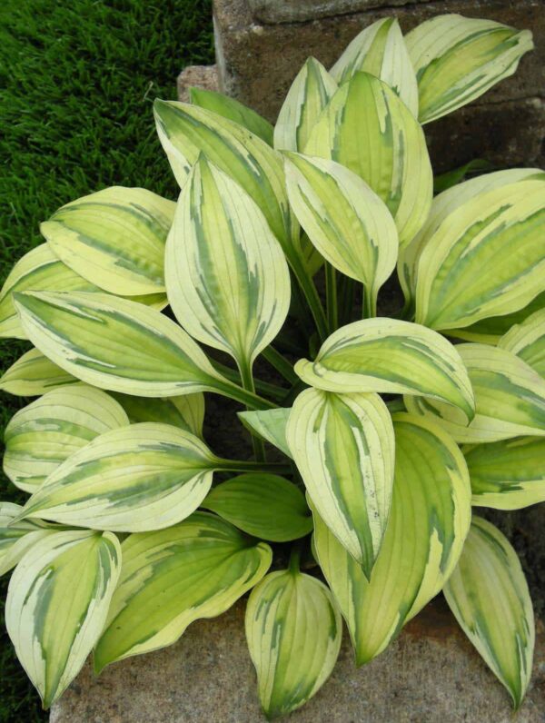 Hosta Captain's Adventure