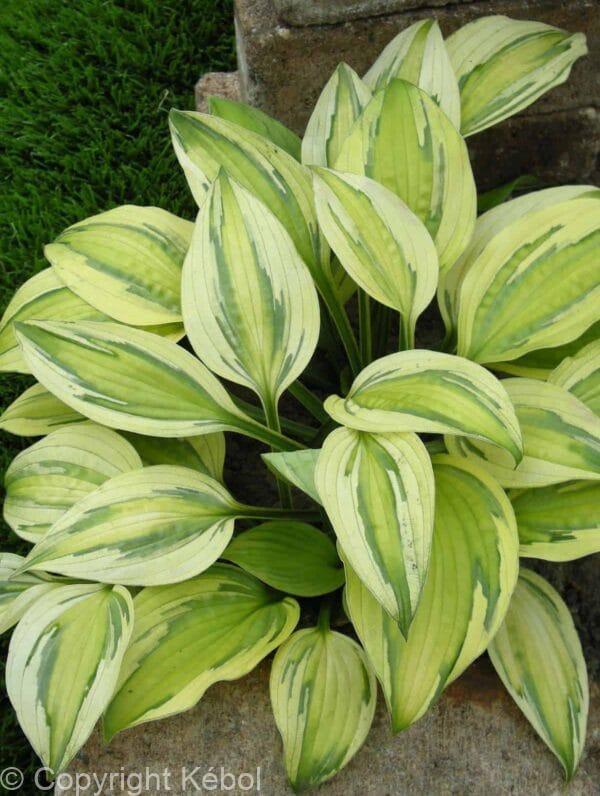 Hosta Captain's Adventure