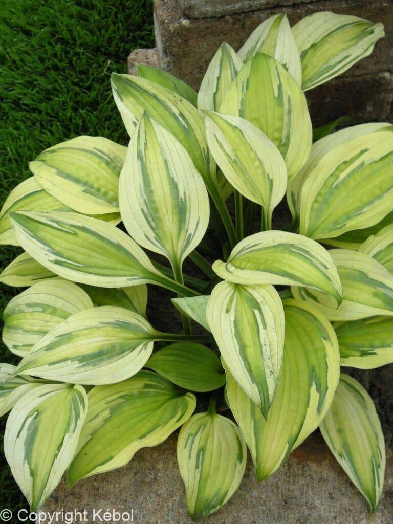 Hosta Captain's Adventure