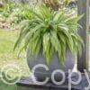 Hosta Hyuga Urajiro