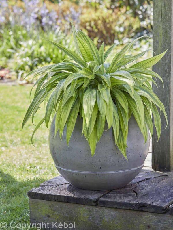 Hosta Hyuga Urajiro