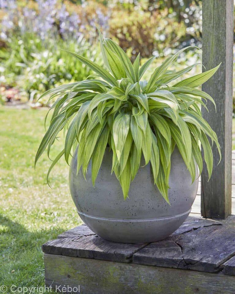 Hosta Hyuga Urajiro