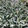 Hosta Pin-Up