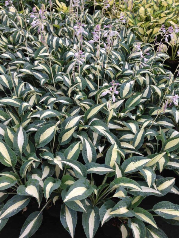 Hosta Pin-Up