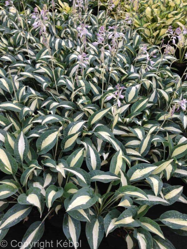 Hosta Pin-Up